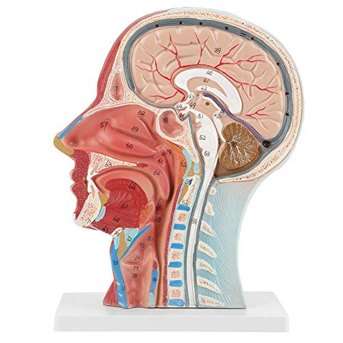Model mozga Anatomska medicinska znanstvena edukacija Medijan presjeka mozga ljudskih glava s mozgom s mozgom s mišićnom