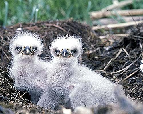 American Bald Eagle Chicks Aljaska Wildlife 11x14 Silver Halonide Photo Print