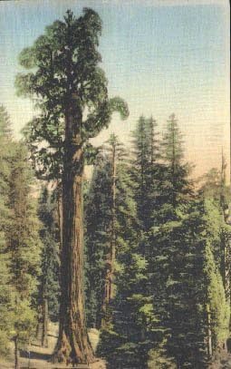 Nacionalni park General Grant, kalifornijska razglednica