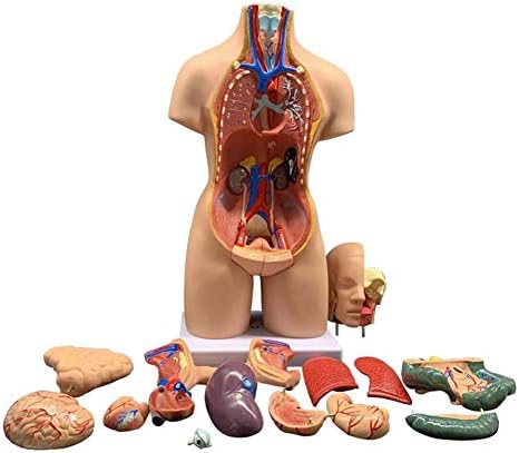 RRGJ Model podučavanja, Unisex 19 dijelova Anatomska medicinska organa za model ljudskog tijela Anatomska medicinska organa