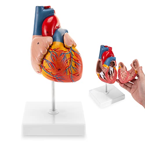 WINYOUSK ANATOMY SRGENI MODEL, 1: 1 Veličina modela ljudskog srca s dvodijelnim ， 48 Točni brojevi model srca za srčane laboratorije,