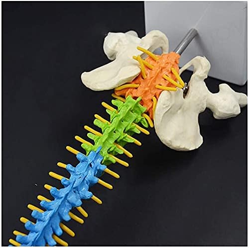 Rexgel Torso i Skelet Modeli Anatomska, Fhuili Model ljudske kralježnice boja Model ljudske kralježnice Model Medicinskog