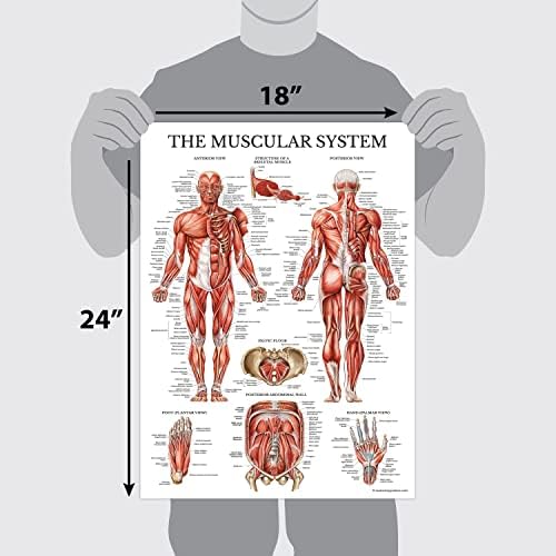 Učenje palača 3 pakiranje - Mišić + Skeleton + Anatomska i skeletni sustav cirkulacijskog sustava - Anatomske karte mišićnih