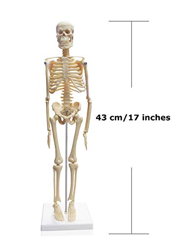 Vision Scientific VBM-B8 paket osnovnog i srednjoškolskog učenja. Skup od tri modela humane anatomije, kostur, torzo i lubanja